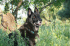 German Shepherd in grassy field